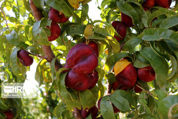 Hand picking nectarines in Iran