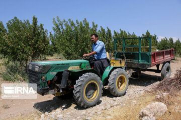 Hand picking nectarines in Iran