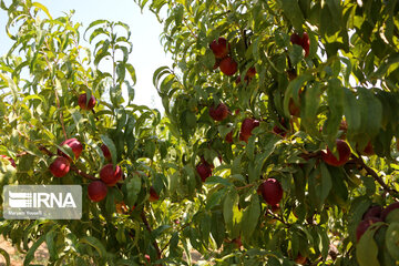 Hand picking nectarines in Iran