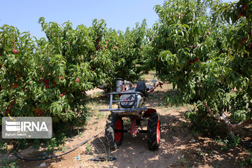 Hand picking nectarines in Iran