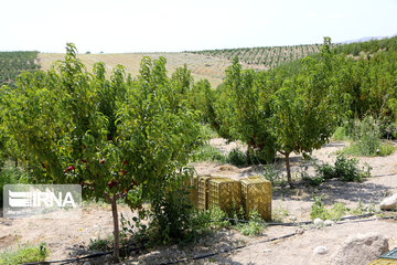 Hand picking nectarines in Iran