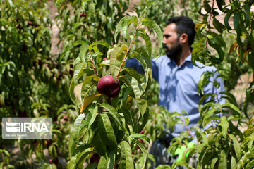 Hand picking nectarines in Iran