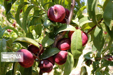 Hand picking nectarines in Iran