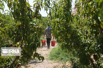 Hand picking nectarines in Iran