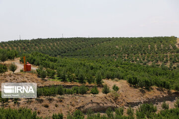 Hand picking nectarines in Iran