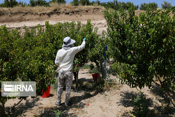 Hand picking nectarines in Iran