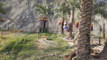 “Hamin” o cosecha de dátiles en Baluchistán
