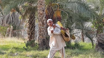 “Hamin” o cosecha de dátiles en Baluchistán
