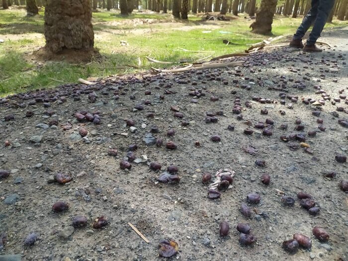 توفان به ۷۰ درصد محصول خرمای قلعه گنج کرمان خسارت زد