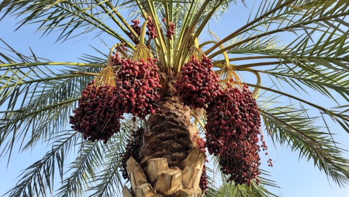 Сбор урожая фиников в иранском Белуджистане