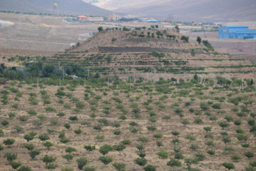 بازدید خبرنگاران از بزرگترین باغ گردوی جهان