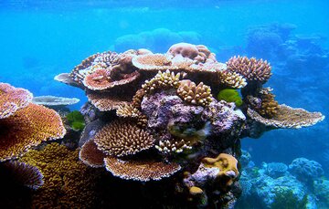 ساخت زیستگاه های مصنوعی در آب های مرجانی کیش آغاز شد
