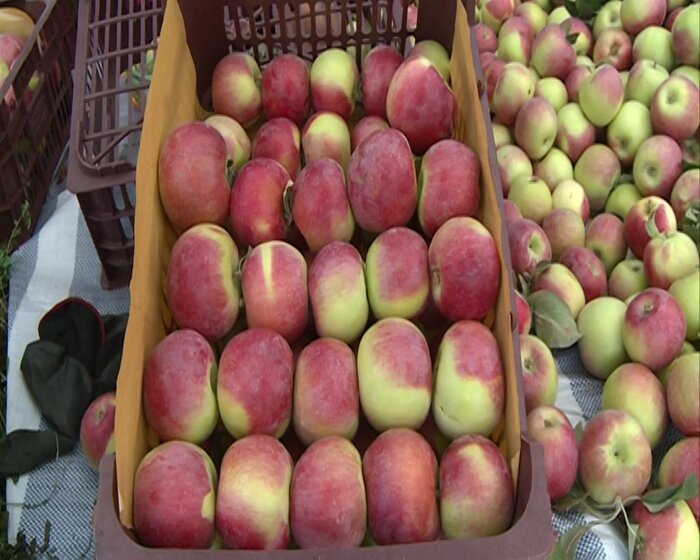 برداشت سیب از باغات مشگین‌شهر آغاز شد 