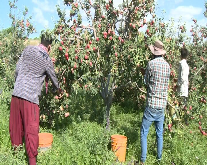 برداشت سیب از باغات مشگین‌شهر آغاز شد 
