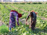۲۱۰ هزار تن محصول بهاره در خراسان شمالی برداشت شد