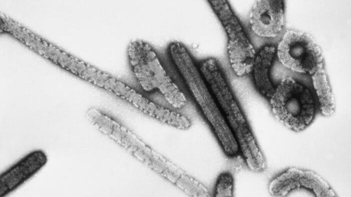 شناسایی یک ویروس مرگ‌بار دیگر در غرب آفریقا؛ ماربورگ جای ابولا را گرفت