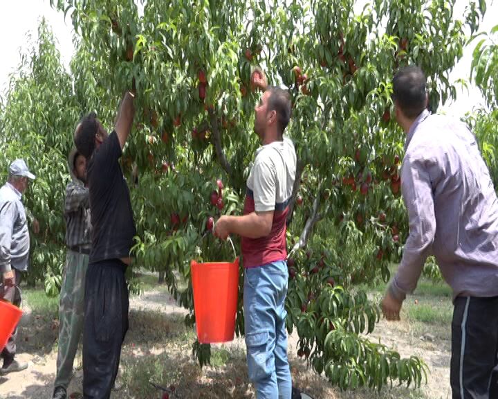 تولید هلو و شلیل در باغات مشگین‌شهر کاهش یافت