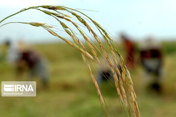 La récolte de riz dans la province iranienne de Guilan
