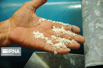 La récolte de riz dans la province iranienne de Guilan
