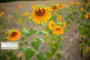 Campos de girasoles en la provincia Kurdistán