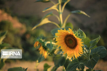 Campos de girasoles en la provincia Kurdistán