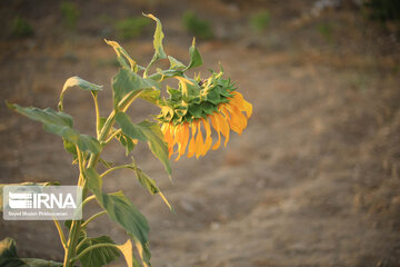 Campos de girasoles en la provincia Kurdistán