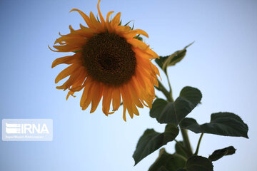 Campos de girasoles en la provincia Kurdistán