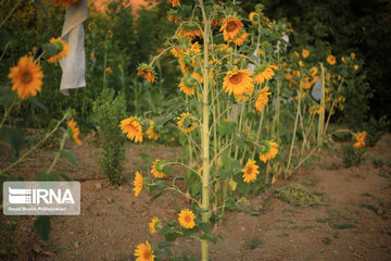 Campos de girasoles en la provincia Kurdistán