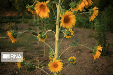 Campos de girasoles en la provincia Kurdistán