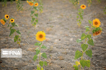 Campos de girasoles en la provincia Kurdistán