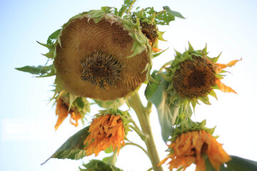 Campos de girasoles en la provincia Kurdistán