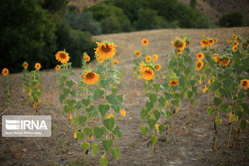 Campos de girasoles en la provincia Kurdistán