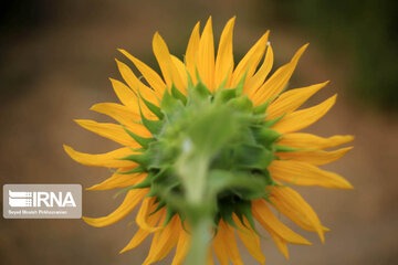 Campos de girasoles en la provincia Kurdistán