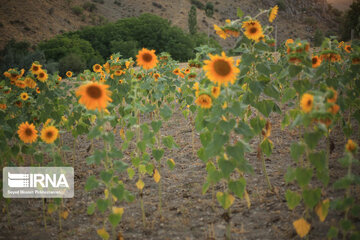 Campos de girasoles en la provincia Kurdistán