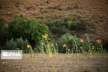 Campos de girasoles en la provincia Kurdistán