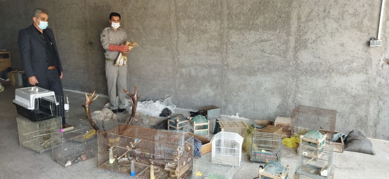 پرنده‌های کمیاب زینتی از دست قاچاقچیان در مرزهای سیستان و بلوچستان رها سازی شدند