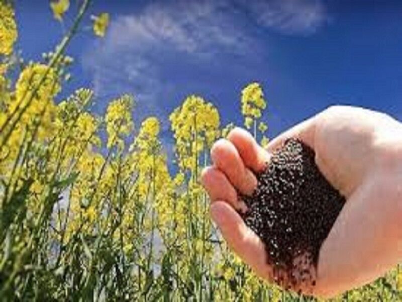 خرید تضمینی کلزا در خراسان رضوی ۵۶ درصد کاهش یافت