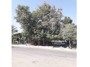 ثبت درخت چنار قدیمی قنات فودنجان گناباد در زمره میراث طبیعی ملی ایران 
