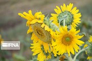 Sunflower farm in Western Iran