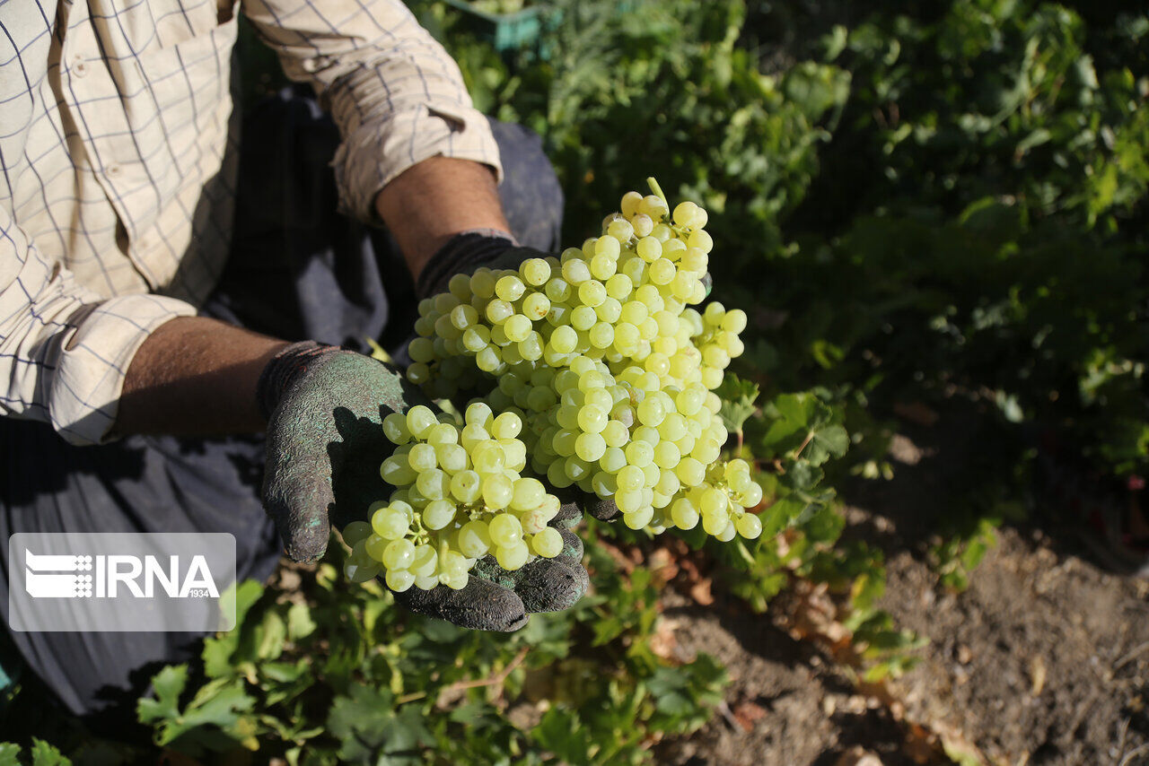  امسال ۱۰ درصد به سطح زیرکشت تاکستان های ابرکوه افزوده شد