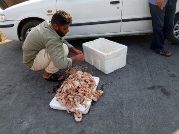 فروش میگو روی اسکله در بوشهر‎