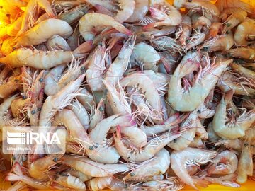 La pêche traditionnelle de crevettes au sud d’Iran