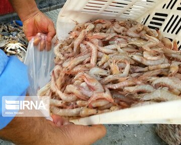 La pêche traditionnelle de crevettes au sud d’Iran