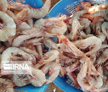 La pêche traditionnelle de crevettes au sud d’Iran