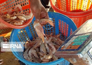 La pêche traditionnelle de crevettes au sud d’Iran