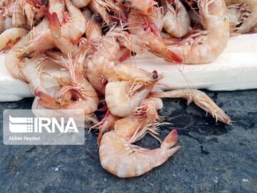 La pêche traditionnelle de crevettes au sud d’Iran