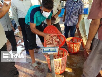 La pêche traditionnelle de crevettes au sud d’Iran