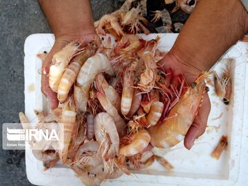 La pêche traditionnelle de crevettes au sud d’Iran