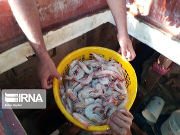 La pêche traditionnelle de crevettes au sud d’Iran