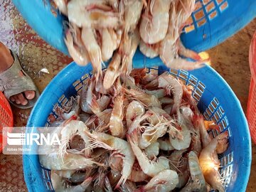 La pêche traditionnelle de crevettes au sud d’Iran